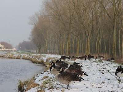 Legpuzzel Legpuzzel Winter ergens in Delft, Nederland, in het bos