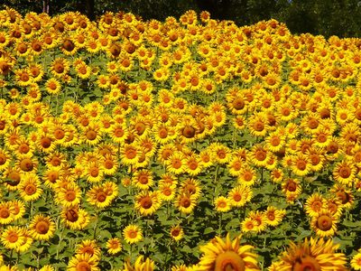 Legpuzzel Legpuzzel Zonnebloemen Abruzzo