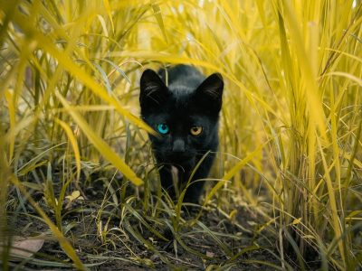 Legpuzzel Zwarte kat met groene ogen