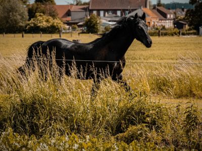 Puzzle Czarny ogier, podgląd
