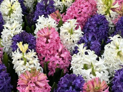 Puzzle Puzzle Kolorowa mieszanka hiacyntu wschodniego Hyacinthus orientalis