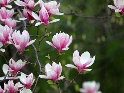 Puzzle Puzzle Kwiaty magnolii, drzewo bobrowe