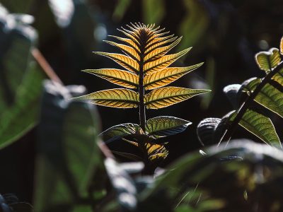 Puzzle Młode liście świecą