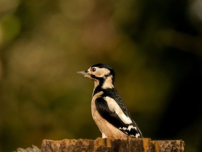 Puzzle Puzzle Najczęściej występujący dzięcioł w Holandii