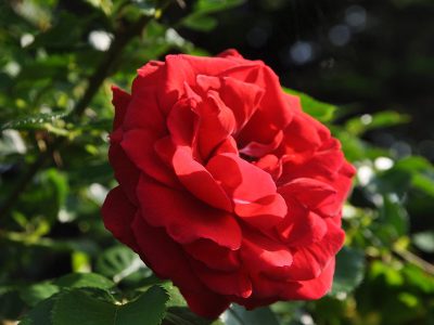 Puzzle Ogromny czerwony pomarańczowy kwiat róży, podgląd