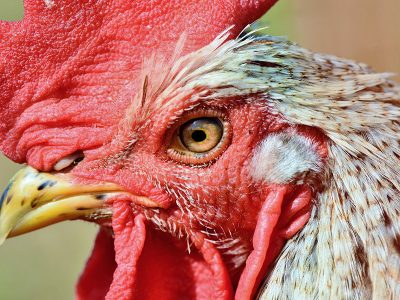 Puzzle Puzzle Portret koguta z żółto-pomarańczowym okiem