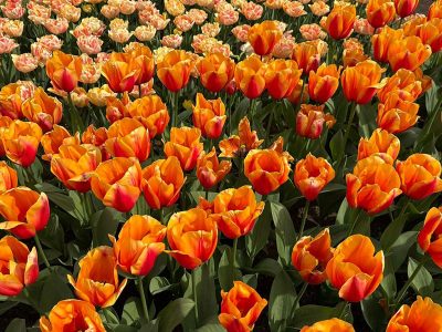 Puzzle Puzzle Składa się głównie z pomarańczowych i żółtych tulipanów