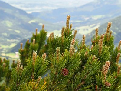 Puzzle Sosna górska Pinus mugo
