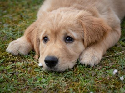 Puzzle Szczeniak golden retriever