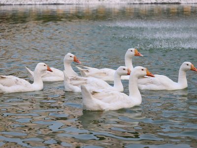 Puzzle Puzzle Sześć białych łabędzi pływających