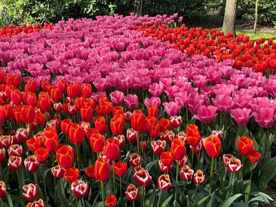 Puzzle Puzzle Ta żywa rabata kwiatowa w ogrodzie Keukenhof w Holandii