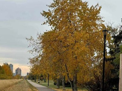 Puzzle Utwardzona ścieżka wzdłuż pola trawiastego, jesienne kolory drzewa