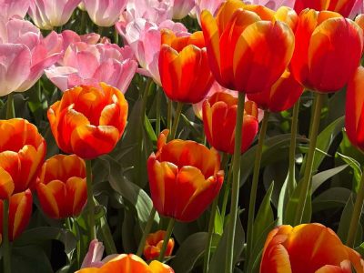 Puzzle Puzzle Zdjęcie kolorowego pola tulipanów