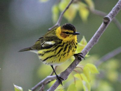 Jigsaw puzzle Cape May warbler on a branch
