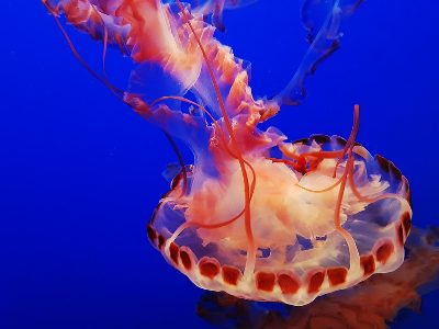 Jigsaw puzzle Jellyfish at the Monterey Bay Aquarium