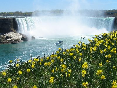 Jigsaw puzzle Daffodils and Falls