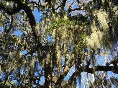 Jigsaw puzzle Oak tree draped in Spanish moss in a Savannah park