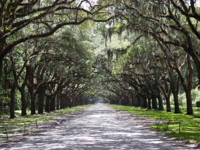Jigsaw puzzle Avenue of live oaks with Spanish moss at Wormsloe, Savannah