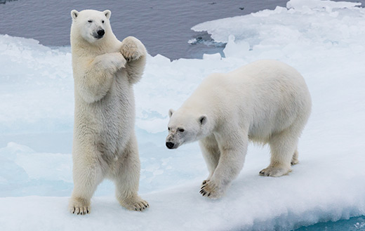 two-polar-bears