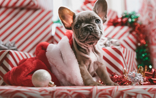Christmas-French-Bulldog-Puppy