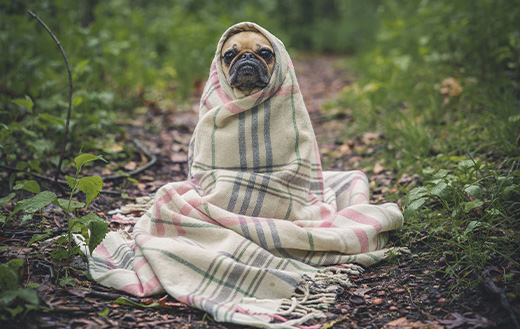 Pug-snugged-in-a-blanket