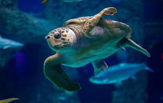 Turtle-sealife