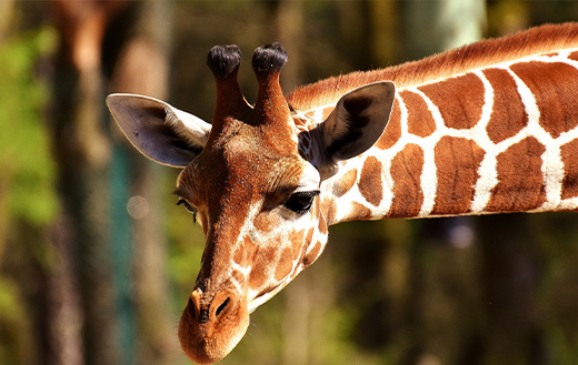 Giraffe-sweet-face