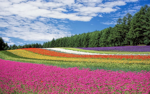 flower field