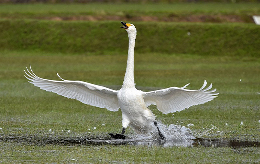 happy-swan