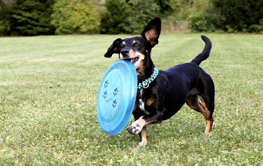 Teckel frisbee dog running
