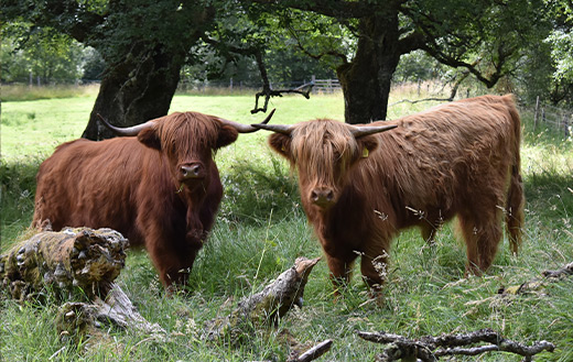 Two brown yaks