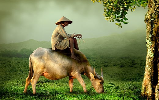 Man asia vietnam