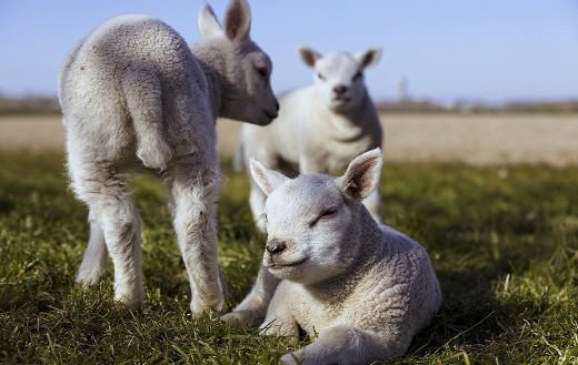 lambs-in-the-grass