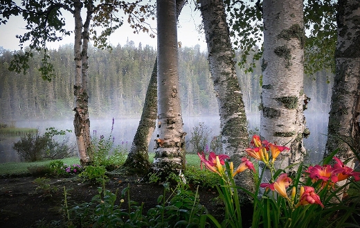 landscape-nature-birch-flowers-fog
