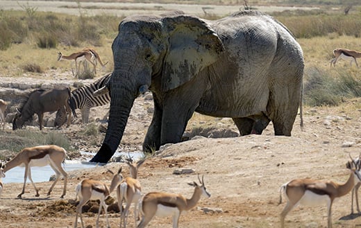 namibia elephant