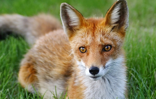 fox-in-the-grass