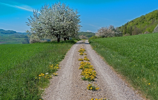 hiking trail in the spring puzzle