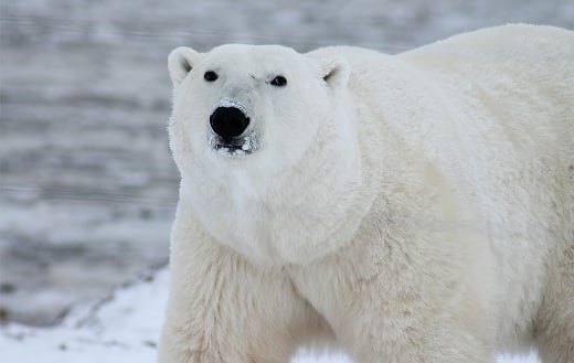 Polar bear arctic wildlife - Online Jigsaw Puzzles