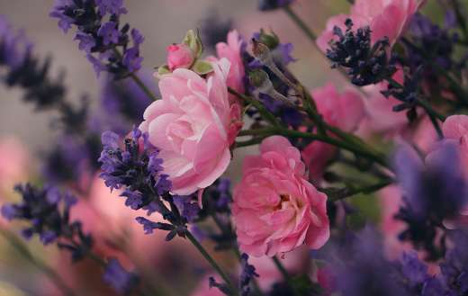Lavender roses flowers garden nature online