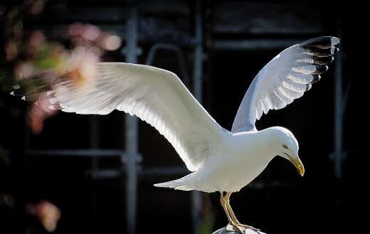 Seagull free bird online