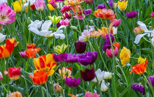 Assorted color flowers online