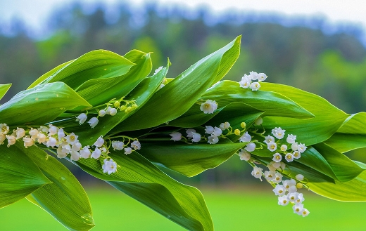 Lily of the valley spring blossom
