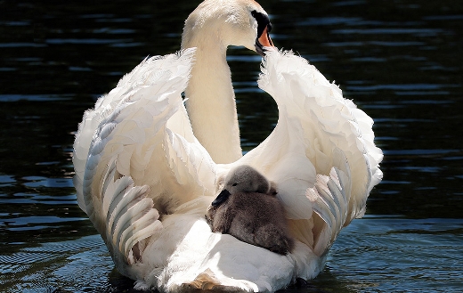 Mother swan love puzzle