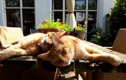 Cats chilling in the sun. The loving brothers Sjaak and Jack