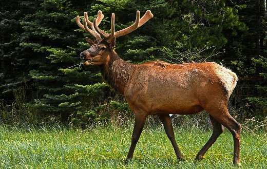 Elk deer antlers wildlife mammal puzzle