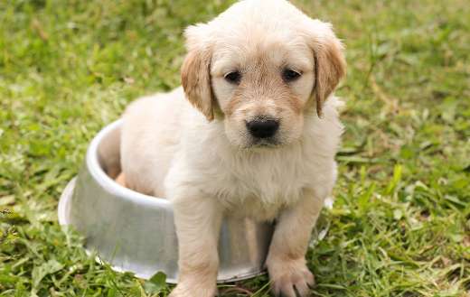 Golden retriever puppy online