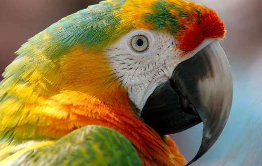 Hybrid parrot macaw bird puzzle