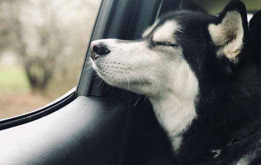 Chilling dog in the car