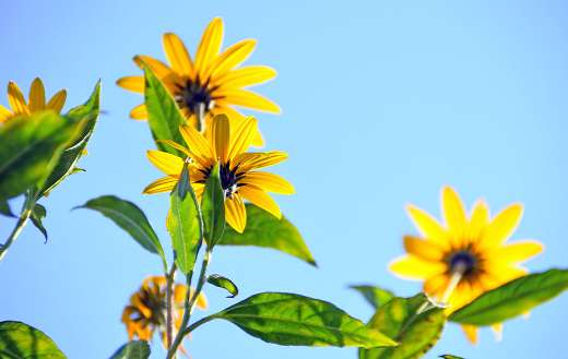 Summer daisy sunflower online