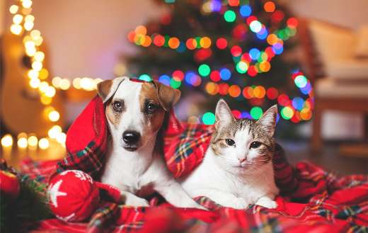 Cat and dog christmas tree